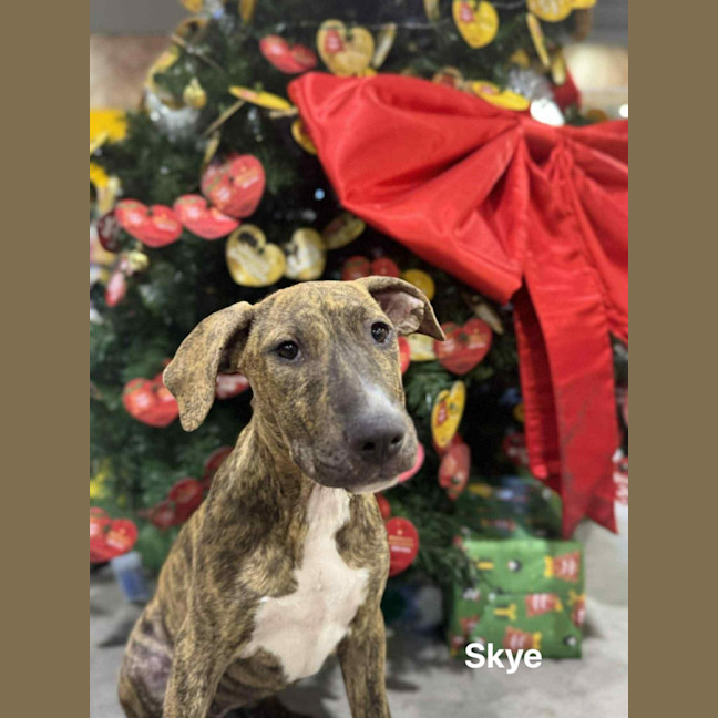 Photo of Skye
