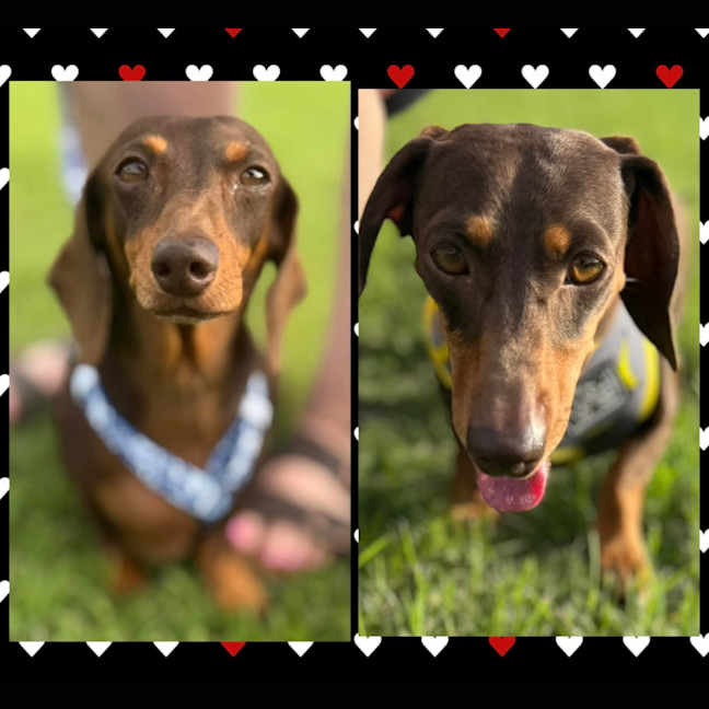 Photo of Ziggy & Gracie