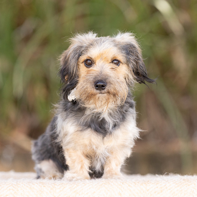 Photo of Fluffy