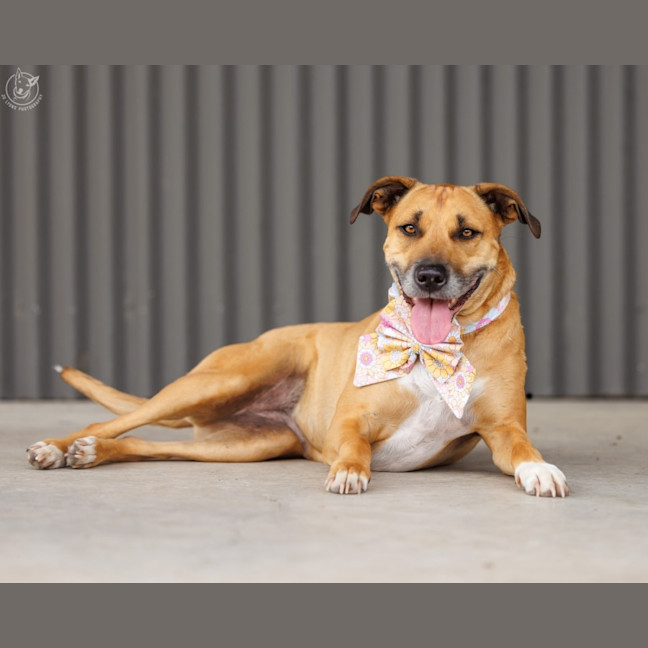 Photo of Gidget   6 Year Old Staffy X Mastiff