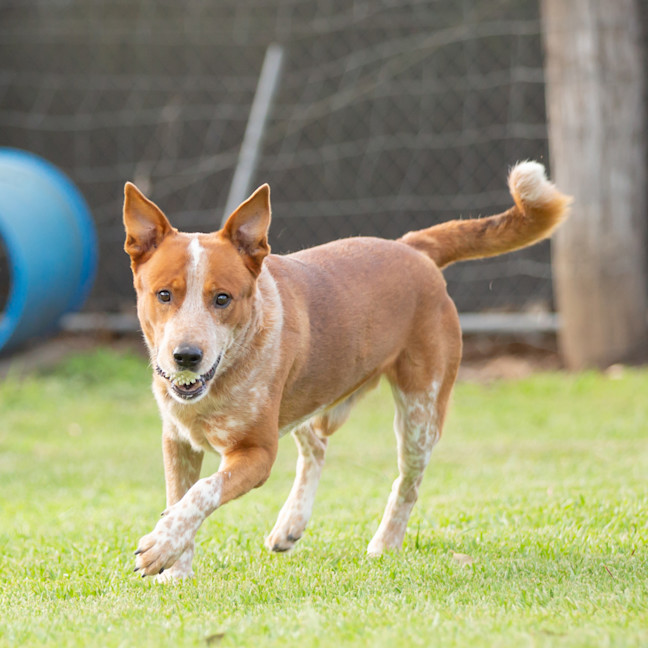 Photo of Rusty
