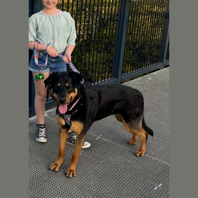 Photo of Maggie   2 Year Old Shepherd X Rottweiler (Trial)