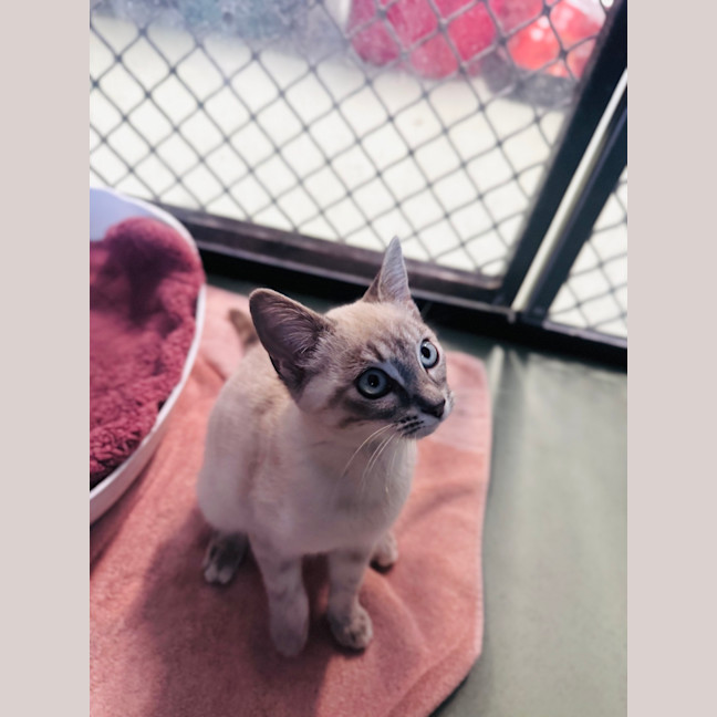 Photo of Snowbelle
