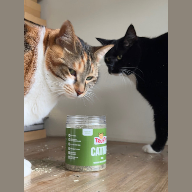 Photo of Flip & Bagel   The Chunky Monkeys