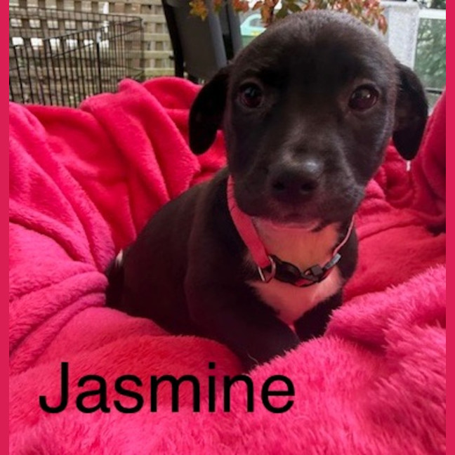 Photo of Jasmine