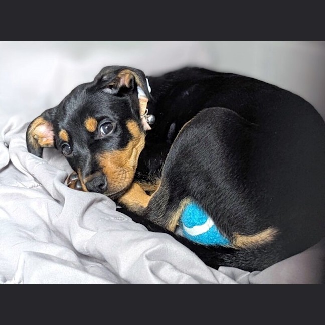 Photo of Dot