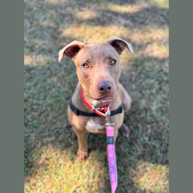 Photo of Cinnamon Toast