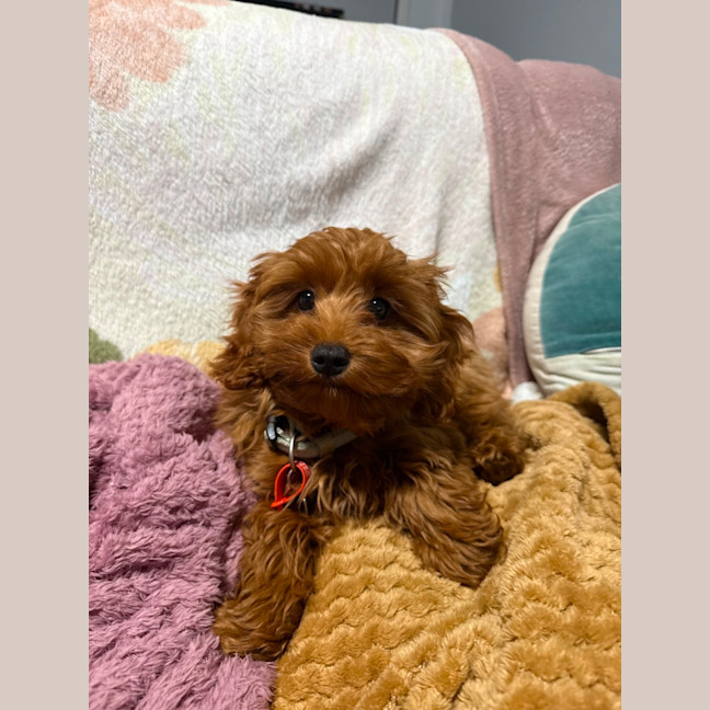 Photo of Josie 