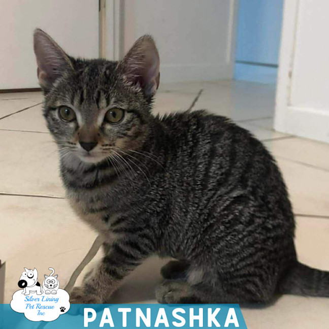 Photo of Patnashka