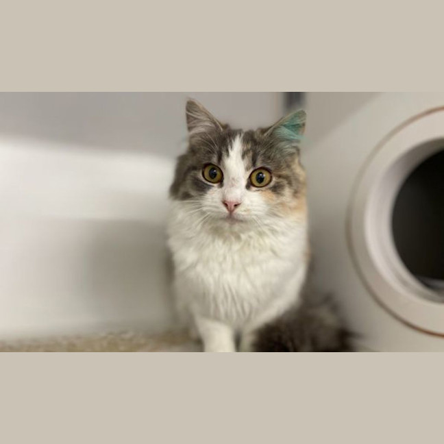 Photo of Zelda