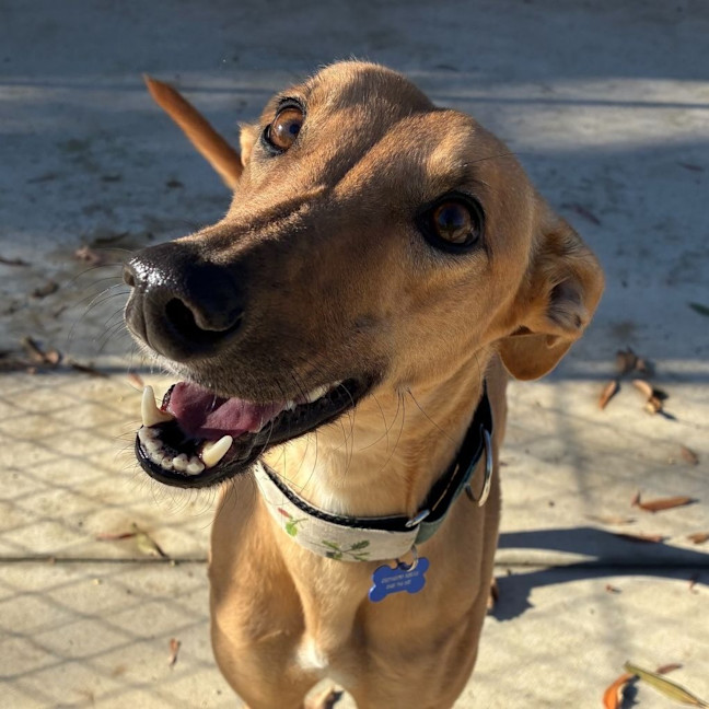 Photo of Bambi