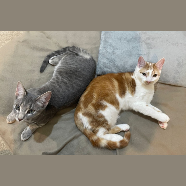 Photo of Maple And Murky