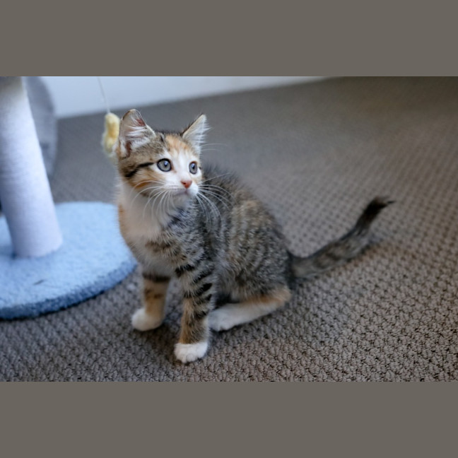 Photo of Skittles