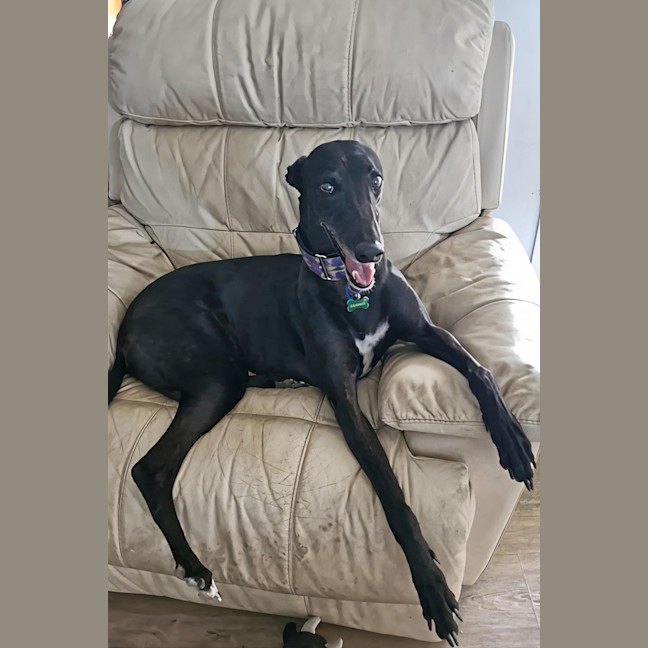 Photo of Luna   7 Year Old Greyhound