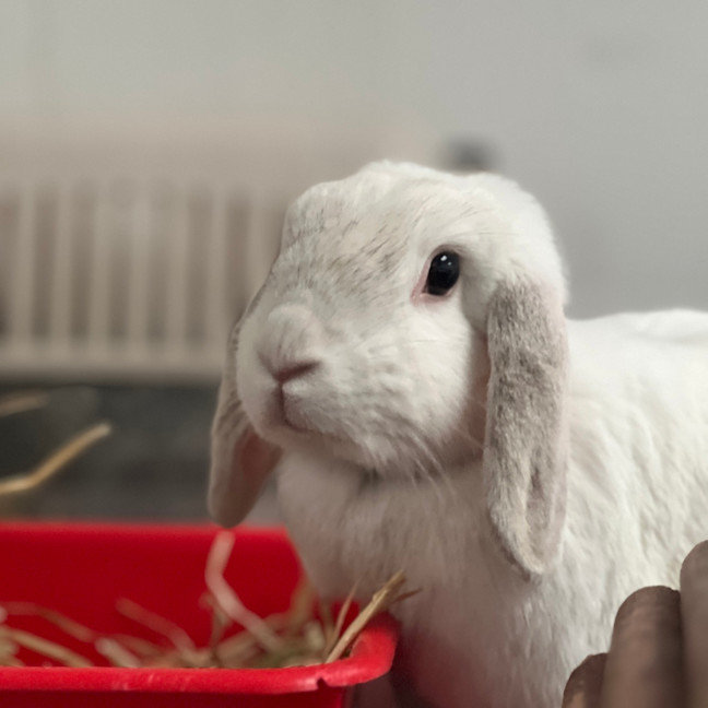 Photo of Whitey