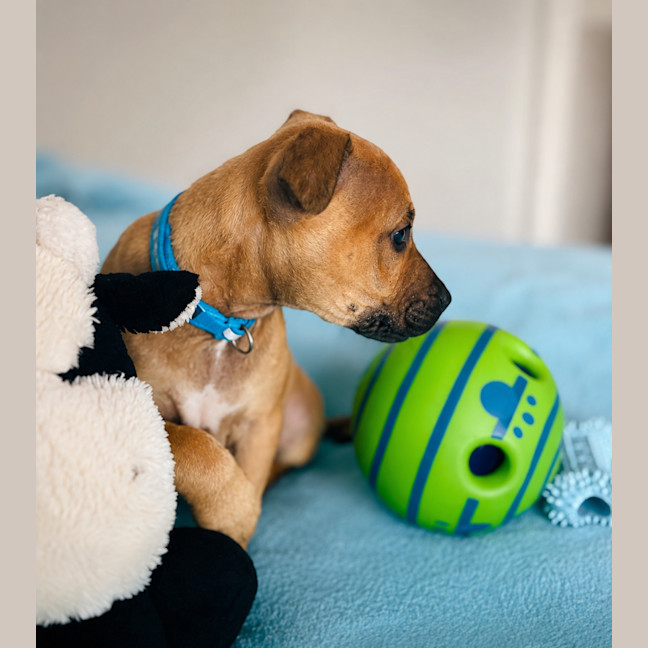 Photo of Buddy