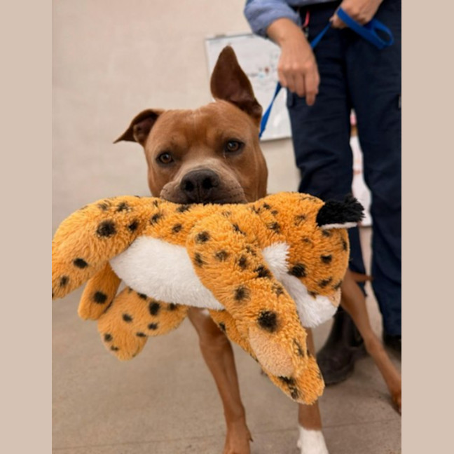 Photo of Scooby