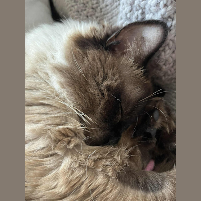 Photo of Mr Mistoffelees   In Foster Care In Frankston