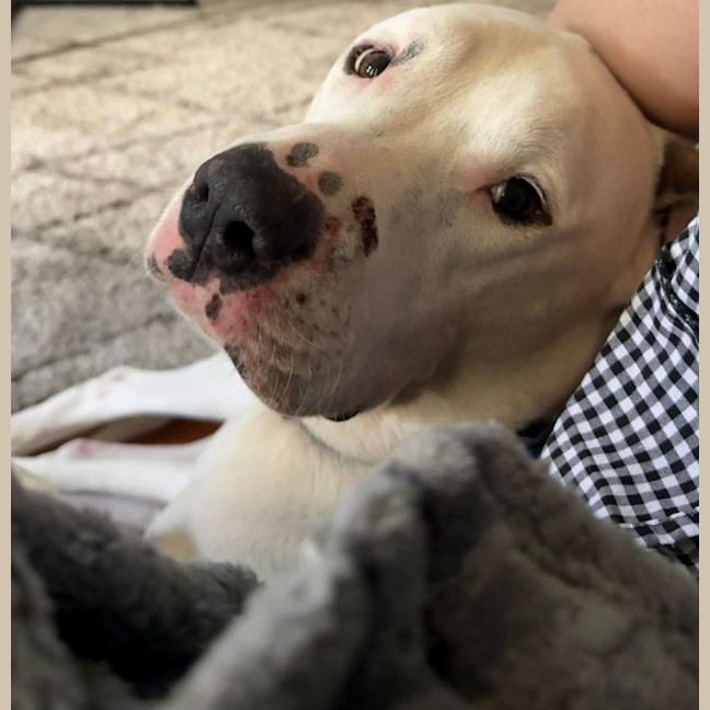 Photo of Baxter   5 Year Old Bullmastiff