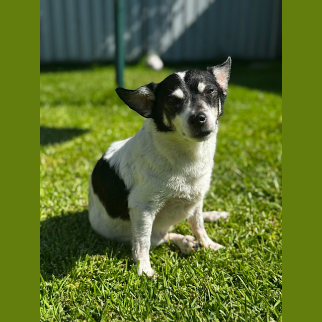 Photo of Tiny   14 Year Old Fox Terrier X