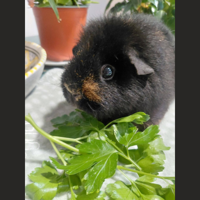 Photo of Peanut And Shadow