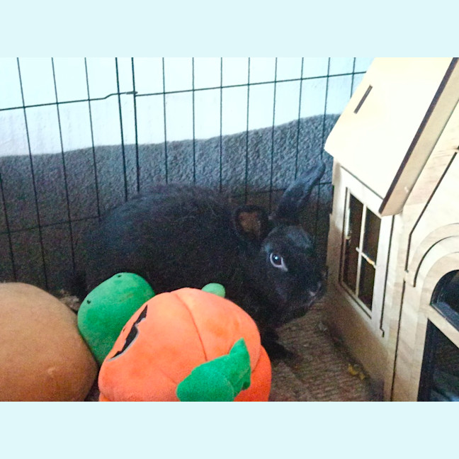 Photo of Dutchess