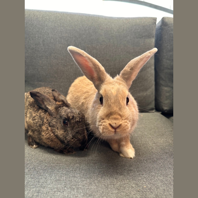 Photo of Hunnybun And Choc Chip 