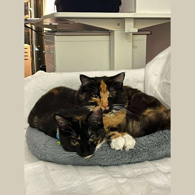 Photo of Chip & Dale