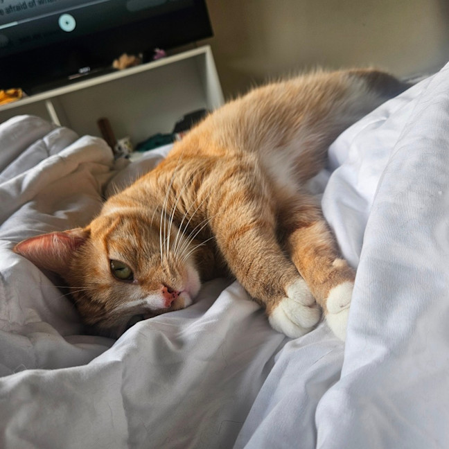 Photo of Marmalade