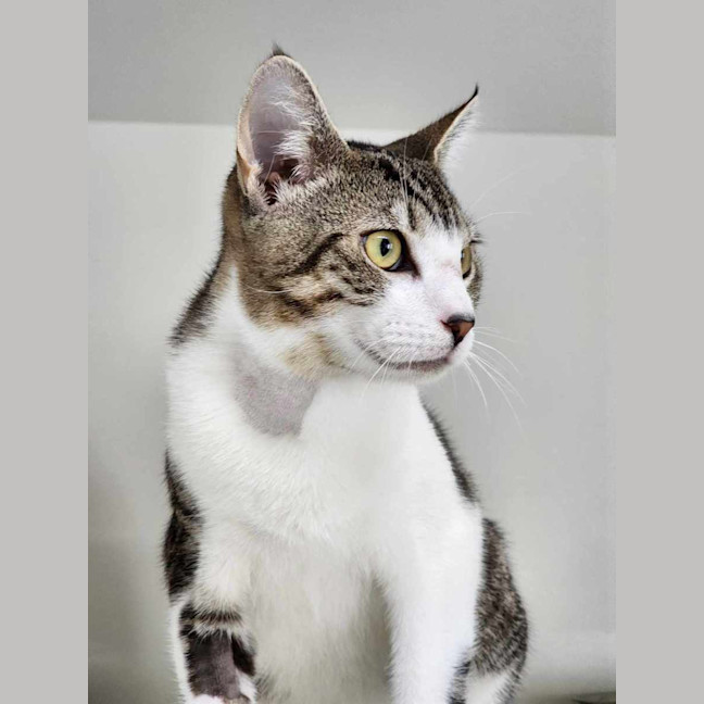 Photo of 🧶 Vinny 5861 🧶