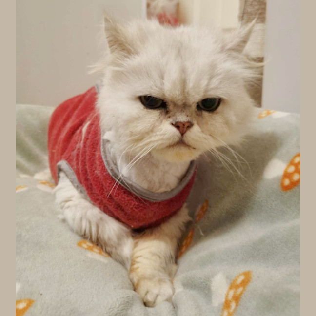 Photo of 🎩Darby🎩