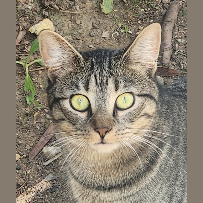Photo of Olli