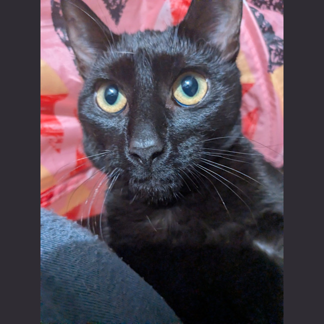 Photo of Reglisse