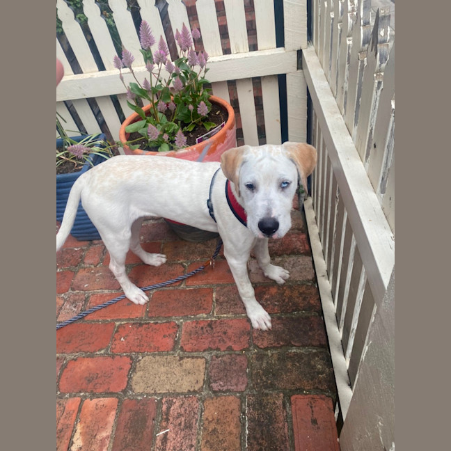 Photo of Bindi