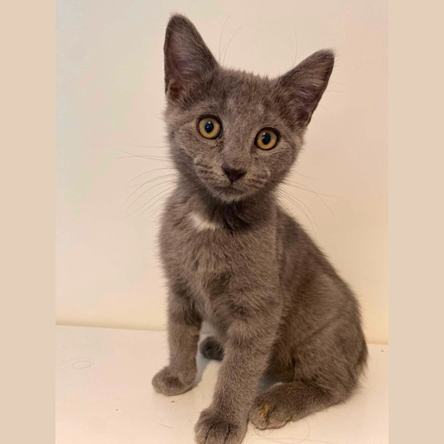 Photo of Jasper 