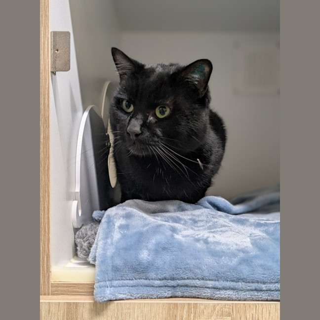 Photo of 🍪 Chonkus Maximus 6335 🍪