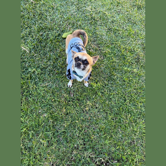 Photo of Ardie   1.5 Year Old Chihuahua