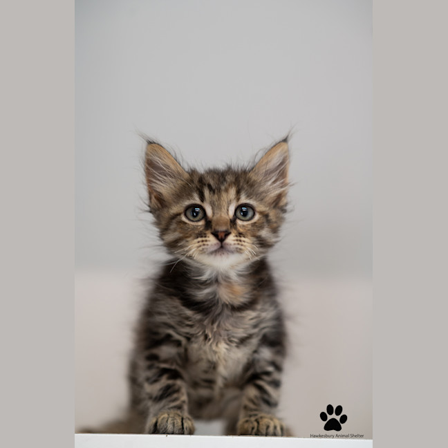 Photo of Greta And Gizmo