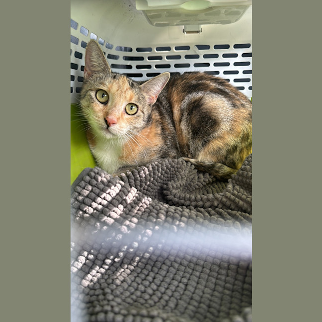 Photo of Caramel Slice