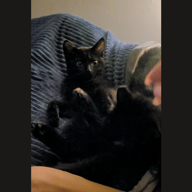 Photo of Nova Moo