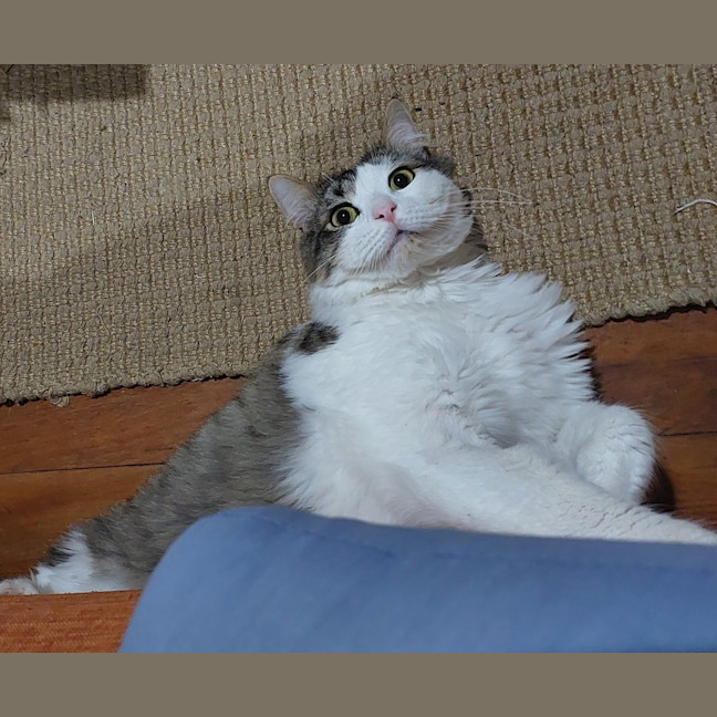 Photo of Atlas
