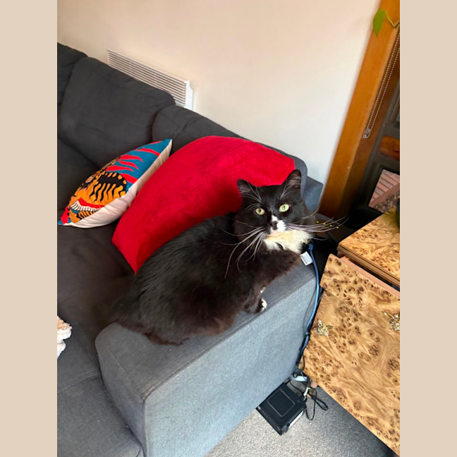 Photo of Arlo 🖤