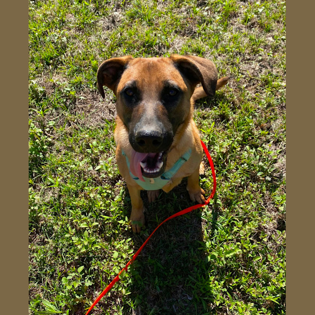 Photo of Benji