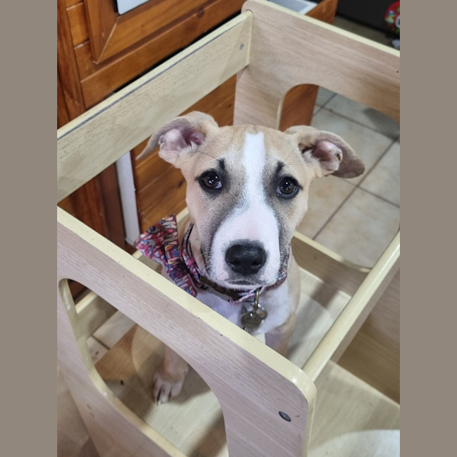 Photo of Woozle
