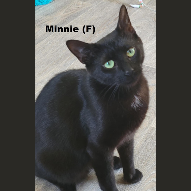 Photo of Minnie