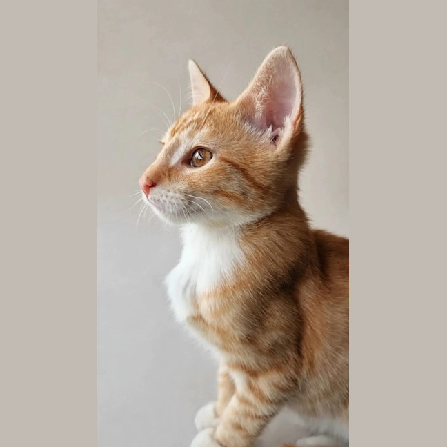 Photo of Maverick 