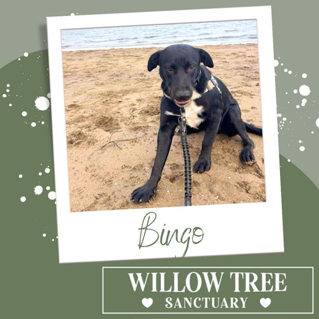 Photo of Bingo