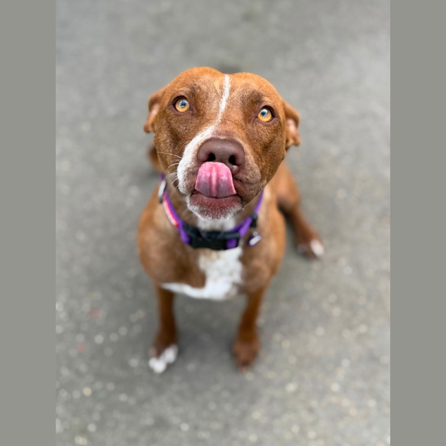 Photo of Pumpkin