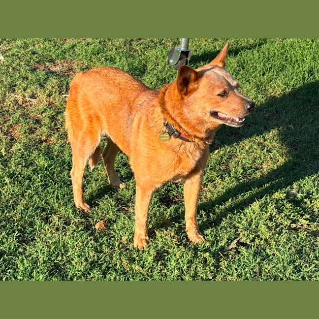 Photo of Brandylicious