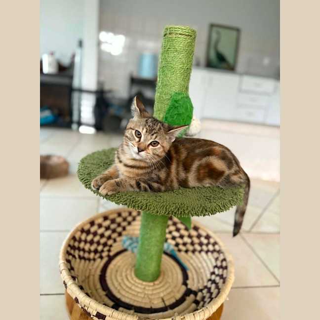Photo of Aries & Velcro